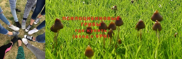 PSILOCYBIN Алексеевка